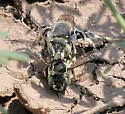 Porter's Wool-carder Bee - photo 5