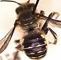 Anthidium psoraleae - Anthidium psoraleae