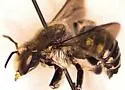 Anthidium psoraleae - photo 2