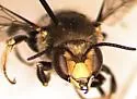 Anthidium psoraleae - photo 3