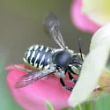 Anthidium psoraleae - photo 4