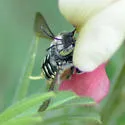 Anthidium psoraleae - photo 5