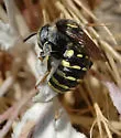 Anthidium utahense - Anthidium utahense
