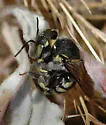 Anthidium utahense - photo 2