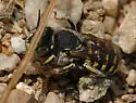 Anthidium utahense - photo 3
