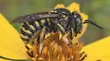 Anthidium utahense - photo 4