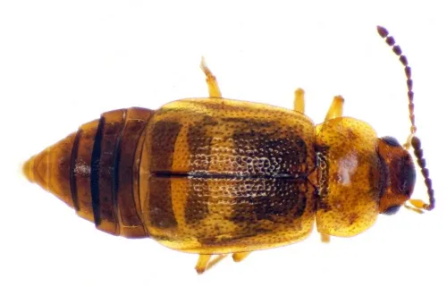 Anthobium atrocephalum