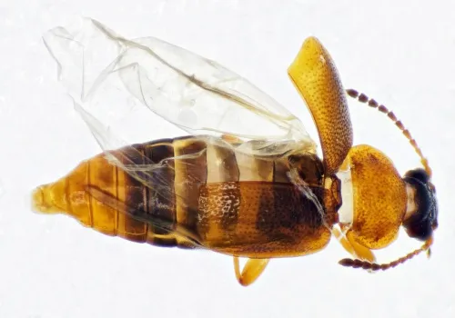 Anthobium atrocephalum - photo 2