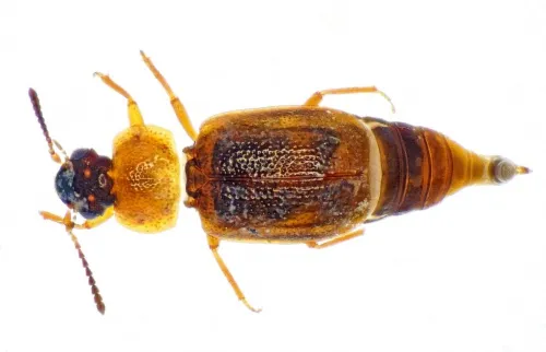 Anthobium atrocephalum - photo 3
