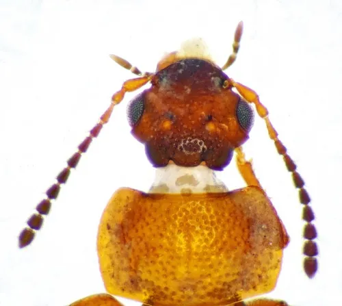 Anthobium atrocephalum - photo 4