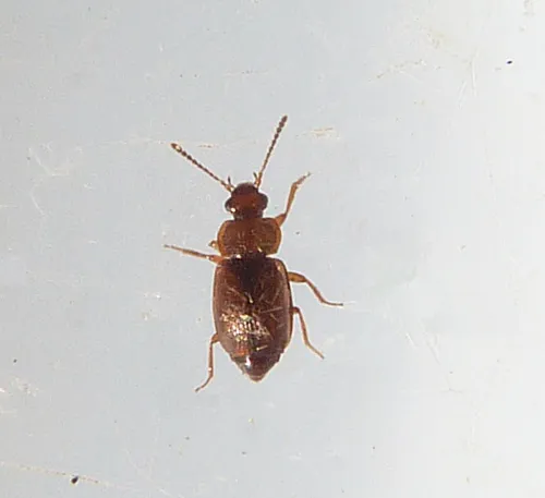 Anthobium atrocephalum - photo 5