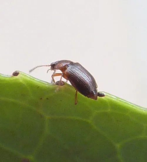 Anthobium atrocephalum - photo 6