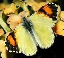 Desert Orangetip - Hodges#4204