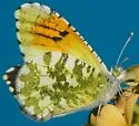 Desert Orangetip - Hodges#4204 - photo 2