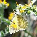 Desert Orangetip - Hodges#4204 - photo 3