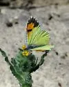Desert Orangetip - Hodges#4204 - photo 4