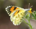 Desert Orangetip - Hodges#4204 - photo 5