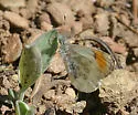 Julia Orangetip - Hodges#4206.1