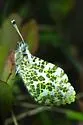 Julia Orangetip - Hodges#4206.1 - photo 2