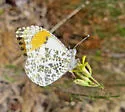 Julia Orangetip - Hodges#4206.1 - photo 3