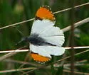 Julia Orangetip - Hodges#4206.1 - photo 4
