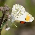 Julia Orangetip - Hodges#4206.1 - photo 5