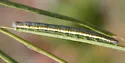 Gray Marble - Hodges#4208
