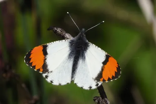 Sara Orangetip - Hodges#4206