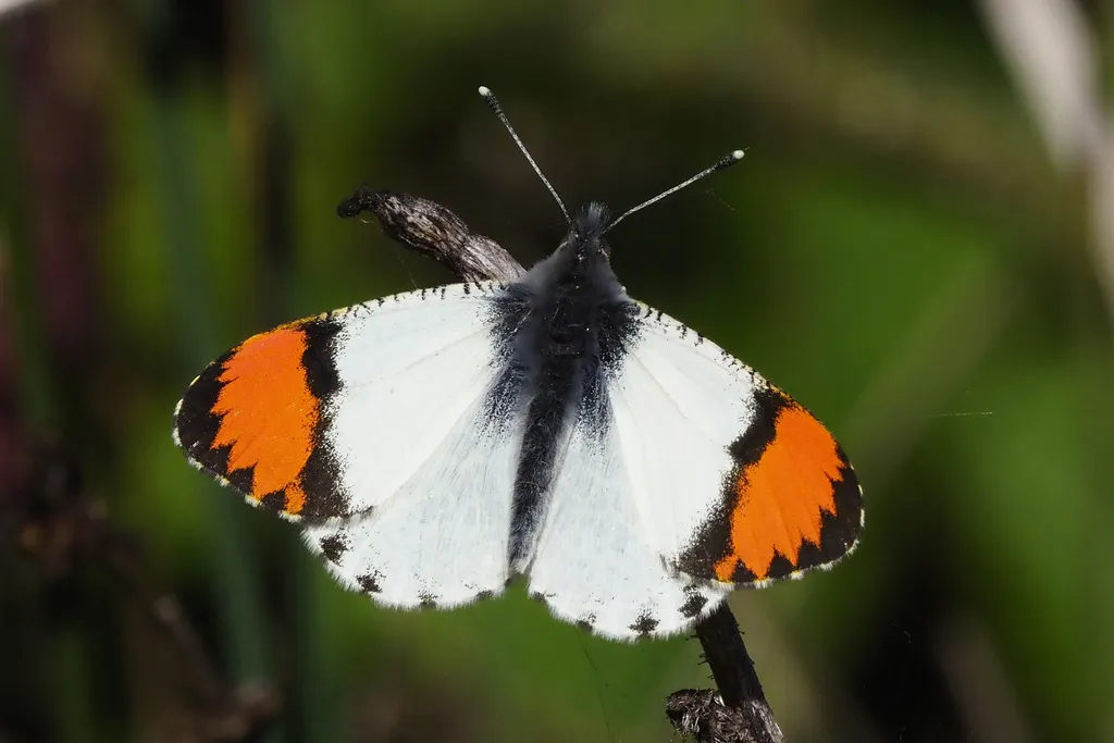 Sara Orangetip - Hodges#4206 - photo 2