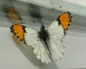 Southwestern Orangetip - Hodges#4206.2