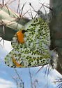 Southwestern Orangetip - Hodges#4206.2 - photo 2