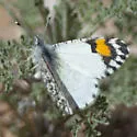 Southwestern Orangetip - Hodges#4206.2 - photo 3