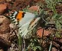 Southwestern Orangetip - Hodges#4206.2 - photo 4