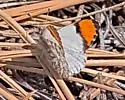 Southwestern Orangetip - Hodges#4206.2 - photo 5