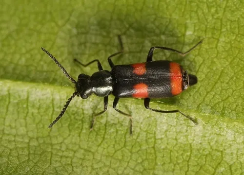 Anthocomus fasciatus