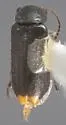 Anthocomus pristinus