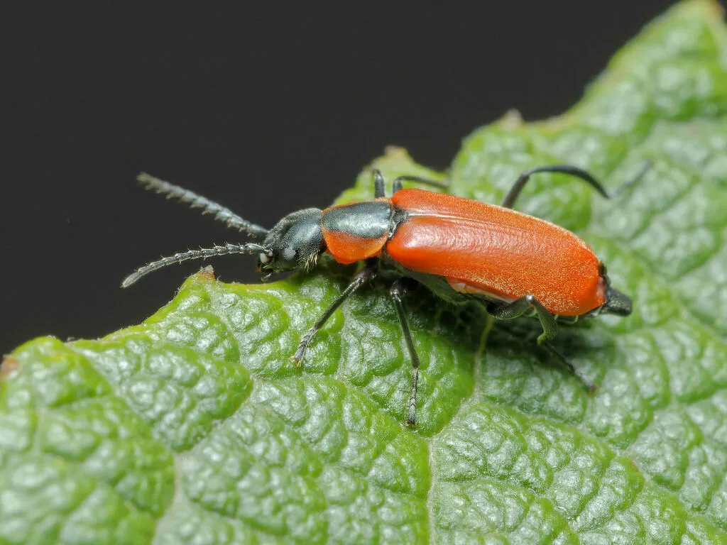 Anthocomus rufus - photo 2