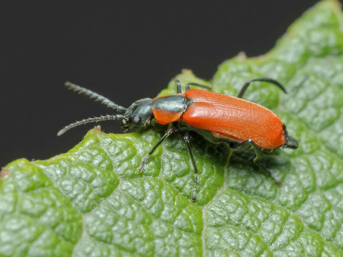 Anthocomus rufus - photo 3