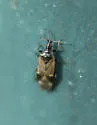 Anthocoris antevolens