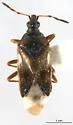 Anthocoris antevolens - photo 2