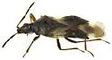 Anthocoris antevolens - photo 3