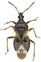 Anthocoris antevolens - photo 4