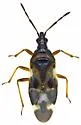 Anthocoris antevolens - photo 5