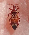 Anthocoris bakeri