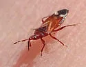 Anthocoris bakeri - photo 2