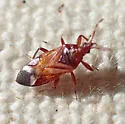 Anthocoris bakeri - photo 3