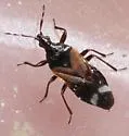 Anthocoris bakeri - photo 4