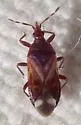 Anthocoris bakeri - photo 5
