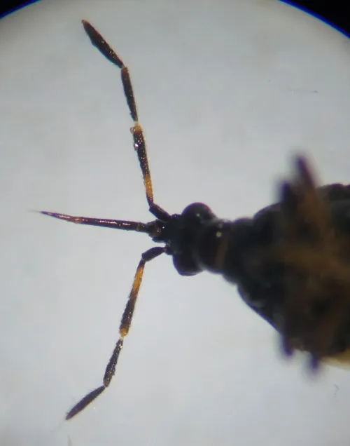 Anthocoris butleri - photo 3