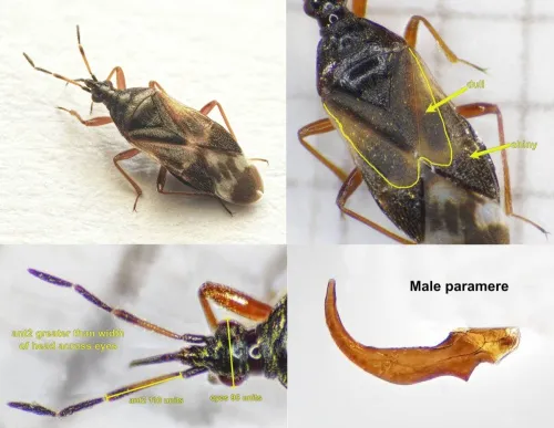 Anthocoris butleri - photo 4